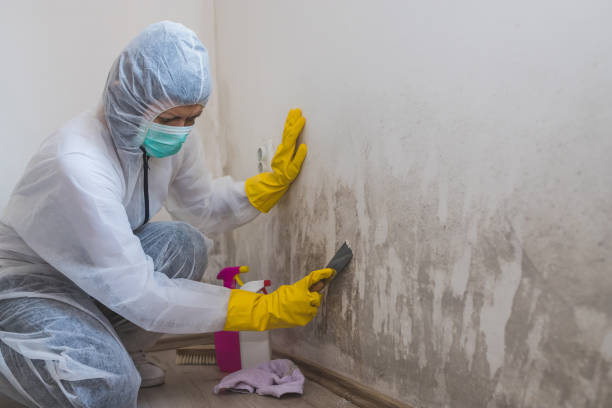 Attic Mold Removal in Bloomingburg, OH