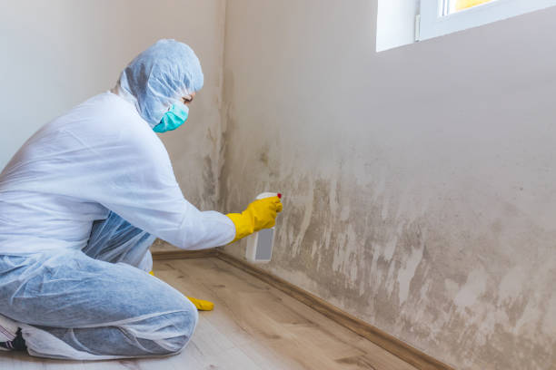 Best Commercial Mold Removal  in Bloomingburg, OH