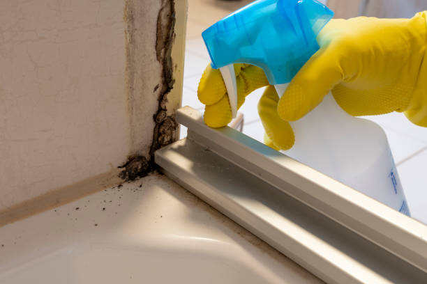 Best Same-Day Mold Removal  in Bloomingburg, OH