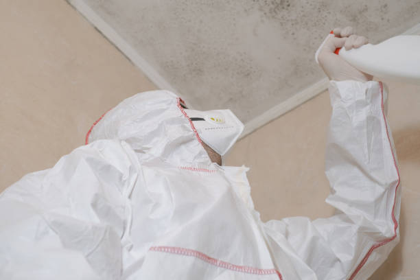 Professional Mold Removal in Bloomingburg, OH