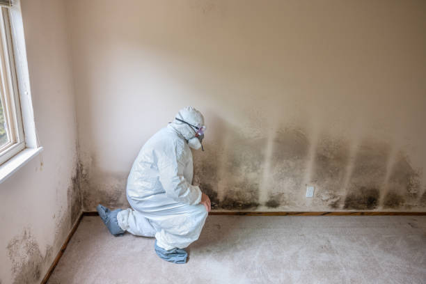 Best Attic Mold Removal  in Bloomingburg, OH