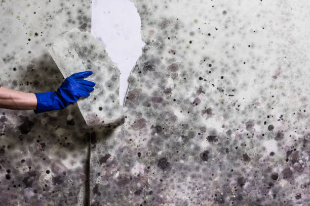 Best Mold Inspection  in Bloomingburg, OH