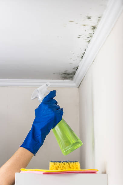 Best Water Damage Restoration  in Bloomingburg, OH